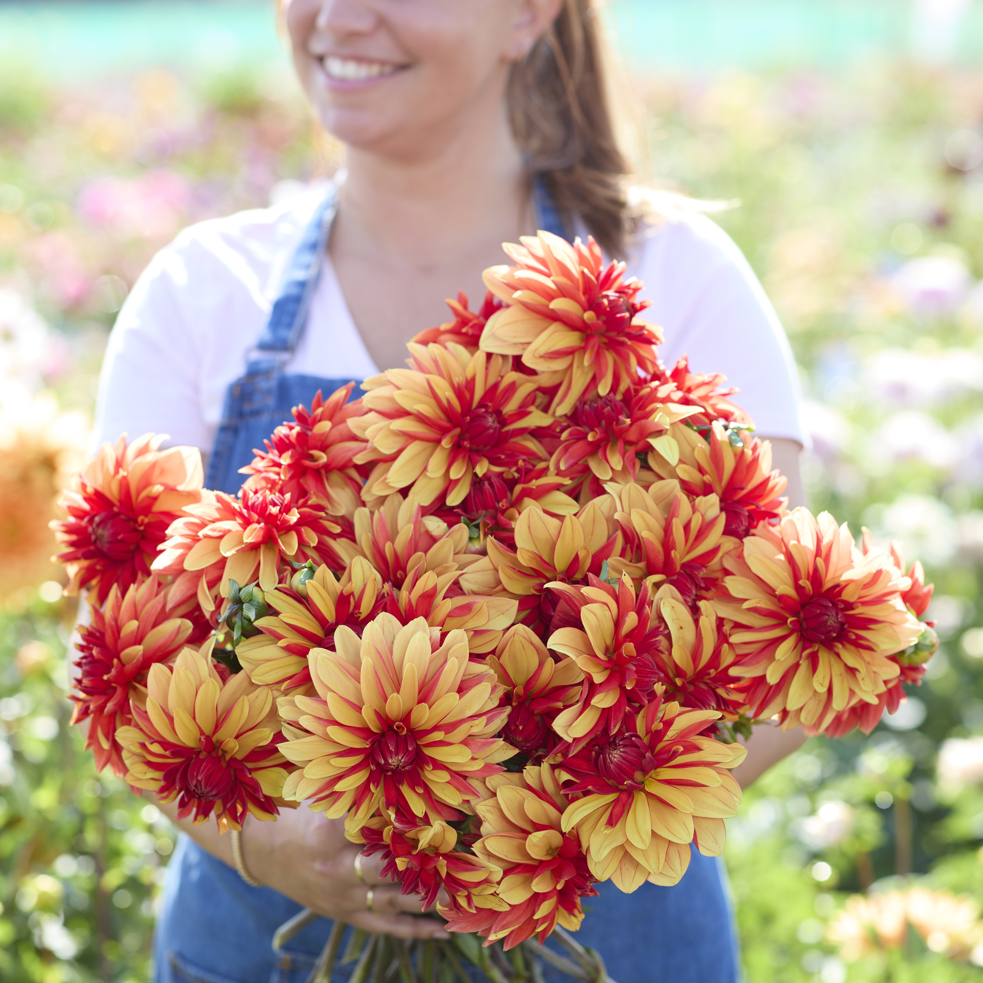 Dahlia knöl Japlou boll - 2