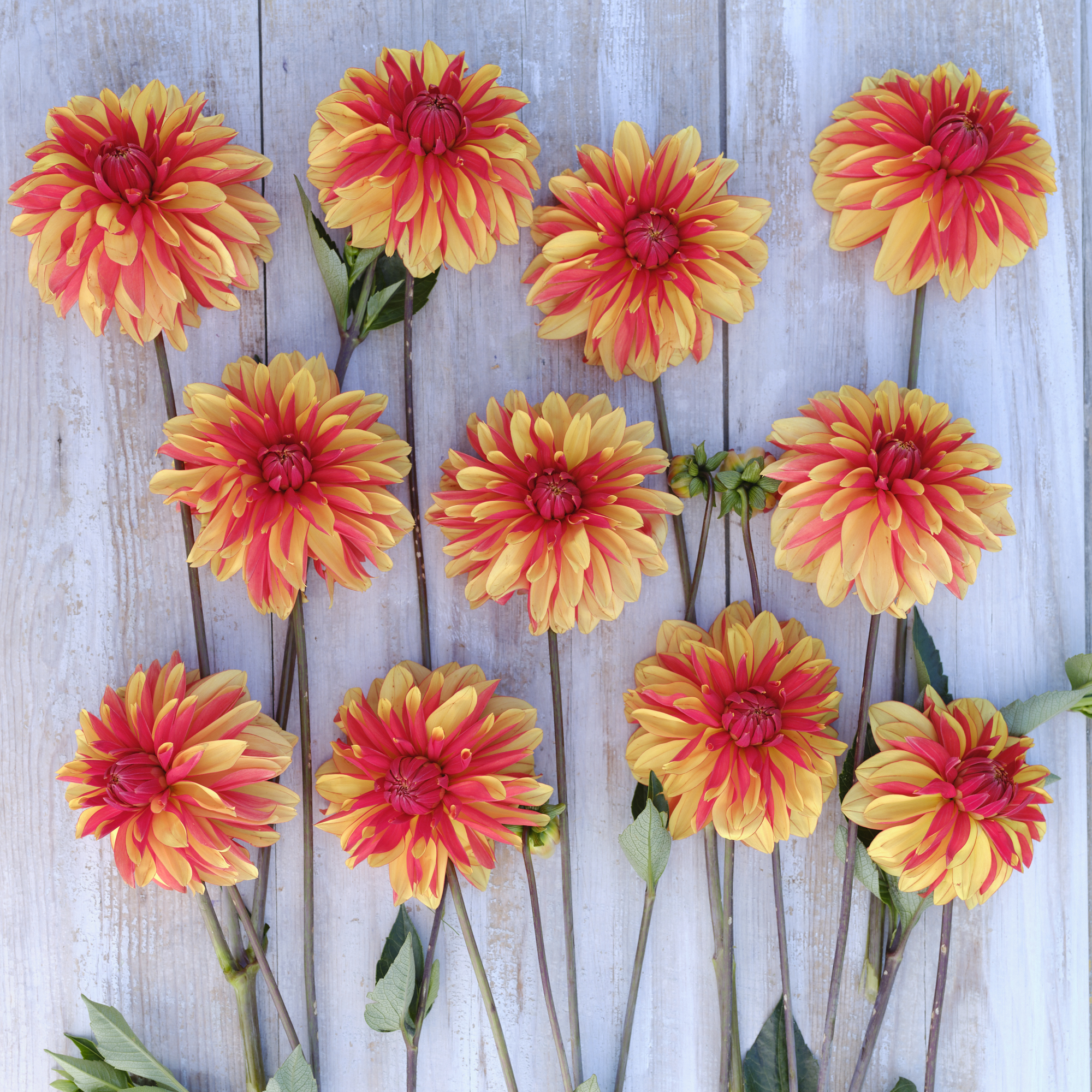 Dahlia knöl Japlou boll - 3