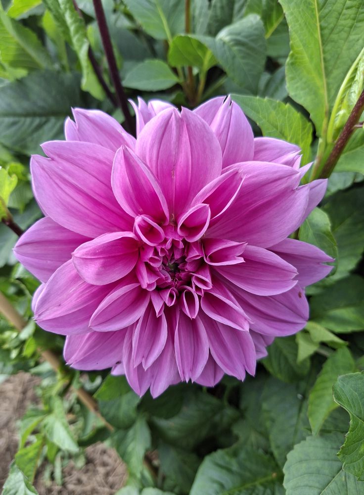 Dahlia  knöl Lilac Time  "Dekorativ storblommig  - 4