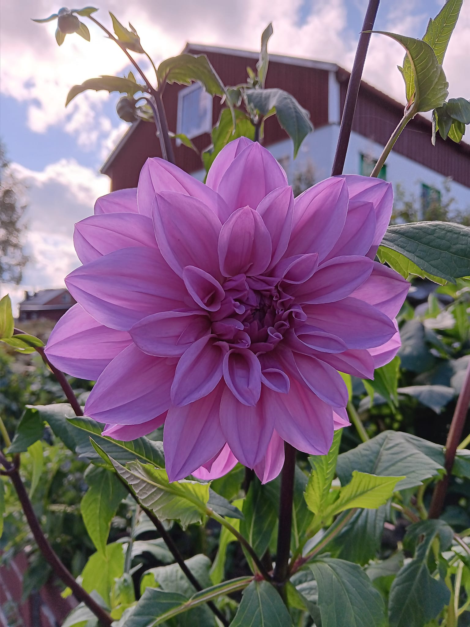 Dahlia  knöl Lilac Time  "Dekorativ storblommig  - 2