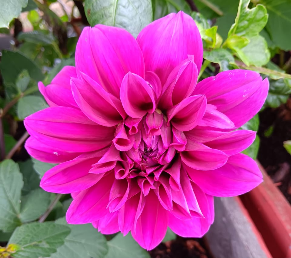 Dahlia  knöl Lilac Time  "Dekorativ storblommig  - 3