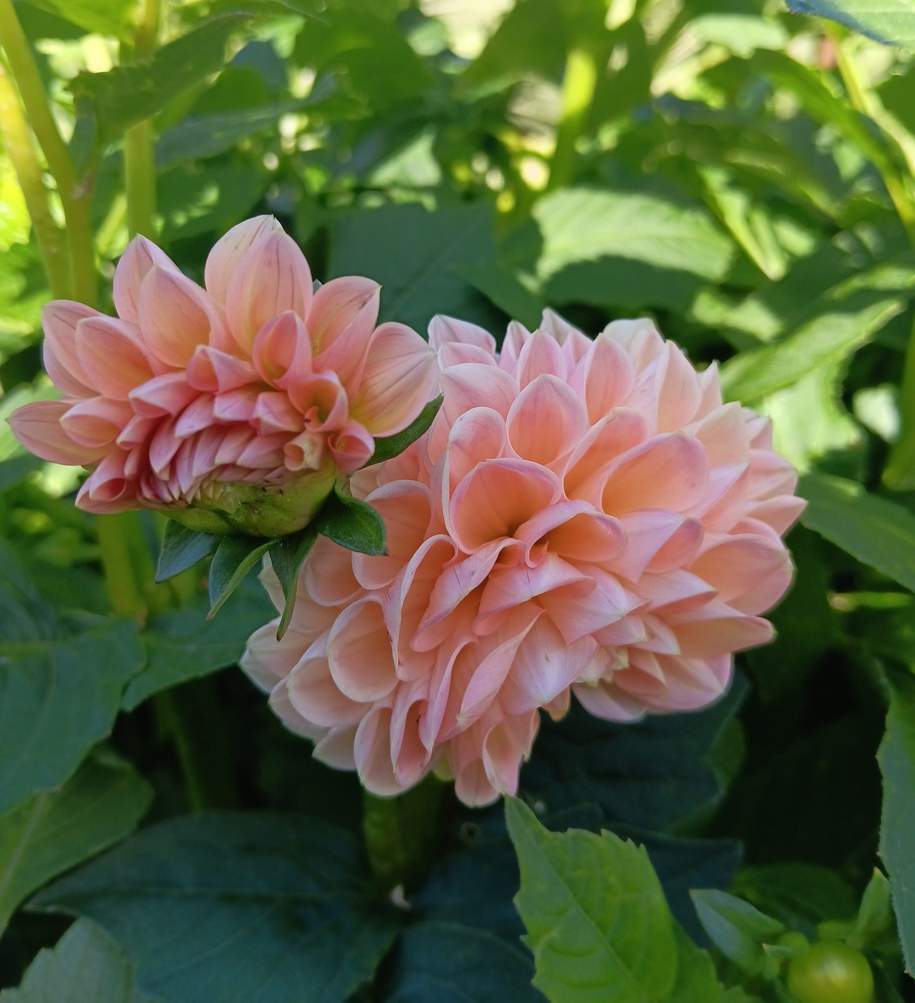 Dahlia knöl Lindas baby "Boll" x - 2