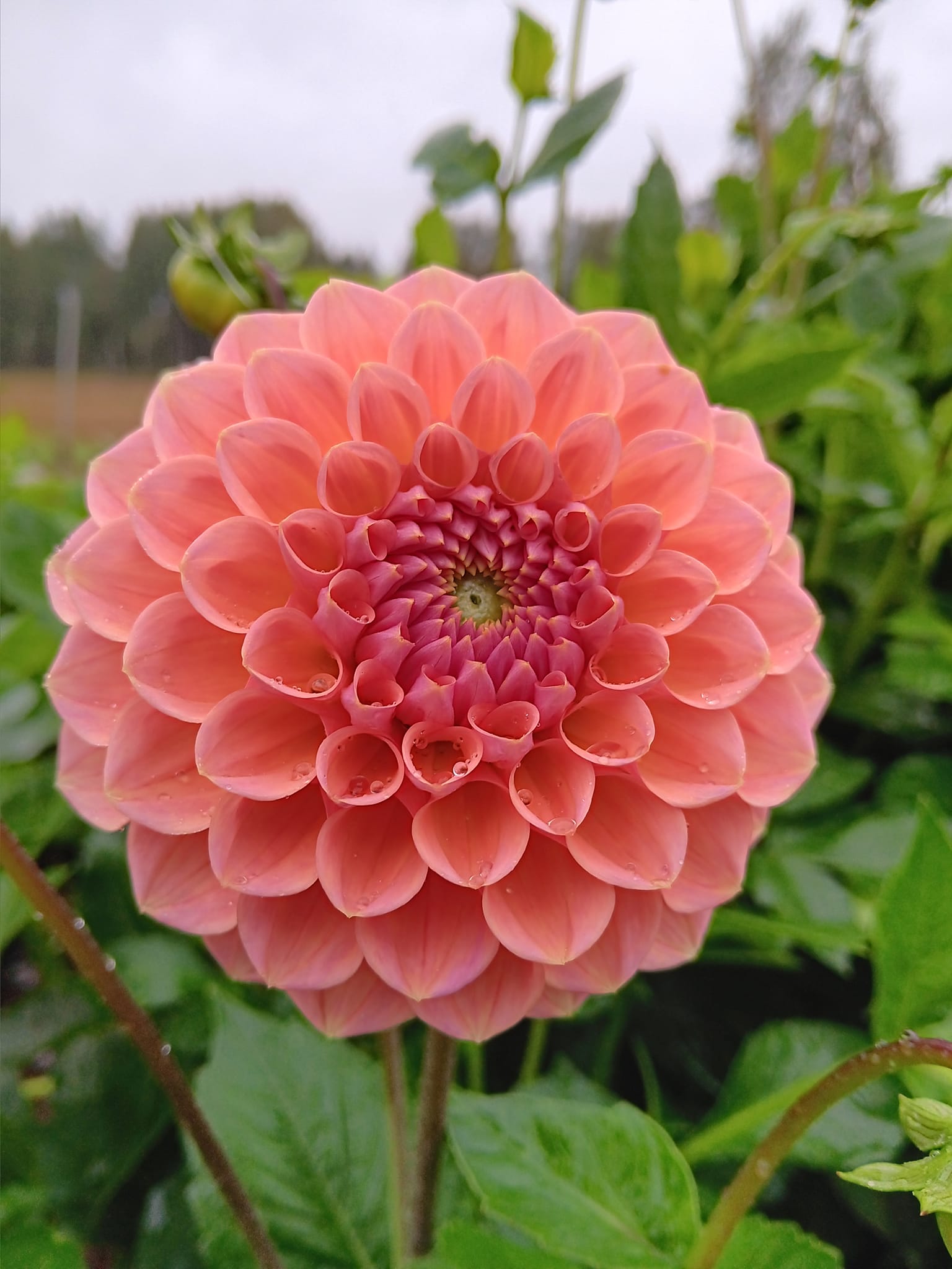 Dahlia knöl Lindas baby "Boll" x - 3