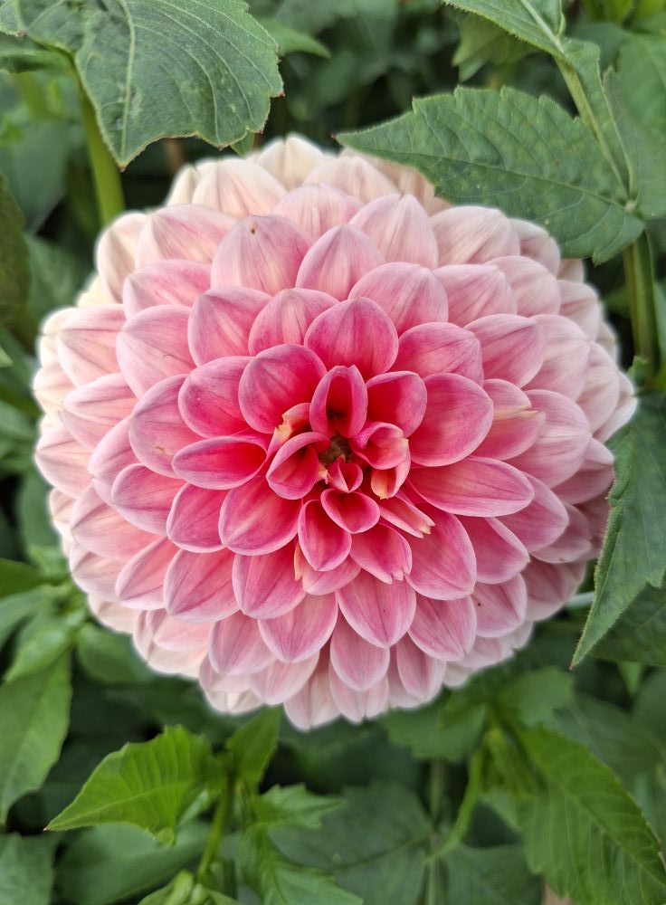 Dahlia knöl Lindas baby "Boll" x - 4