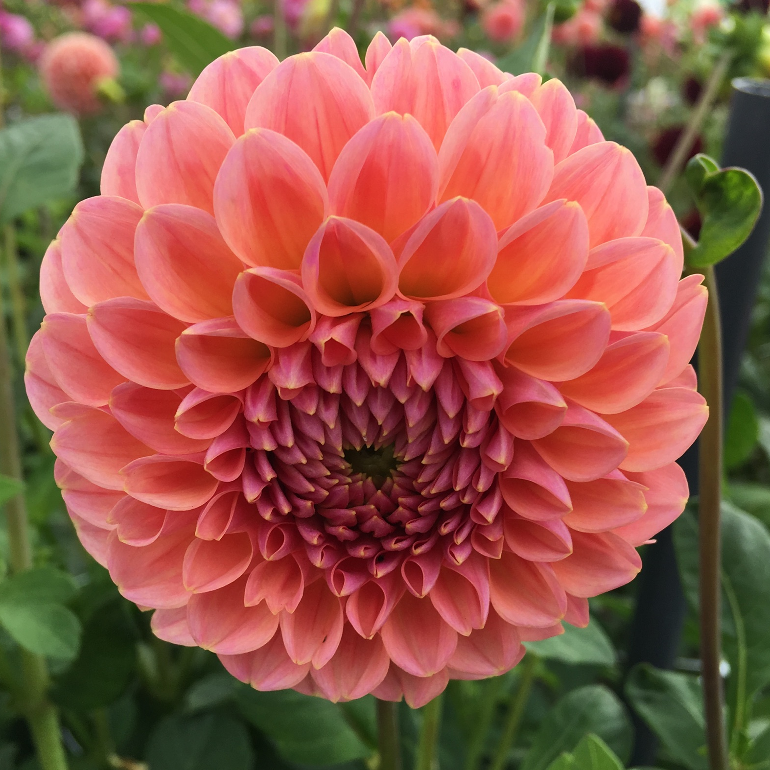 Dahlia knöl Lindas baby "Boll" x