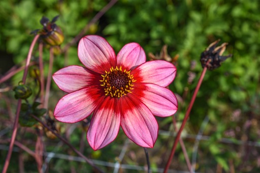 Dahlia knöl Lou Farman Enkelblommande