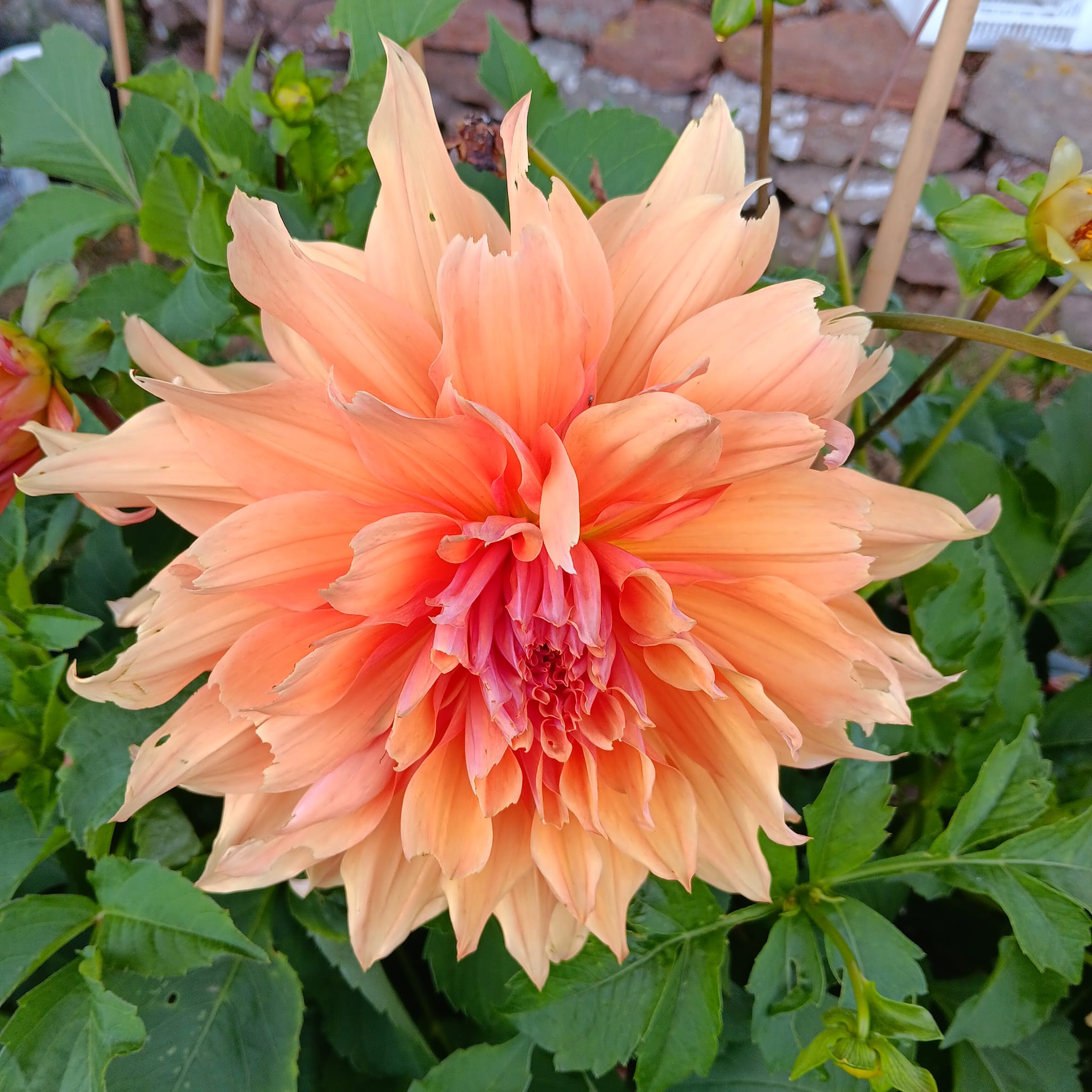 Dahlia knöl Mango Madness  "Dekorativ jätteblommande" x - 2