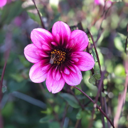 Dahlia  knöl Skyfall  Halskråsblommande" x