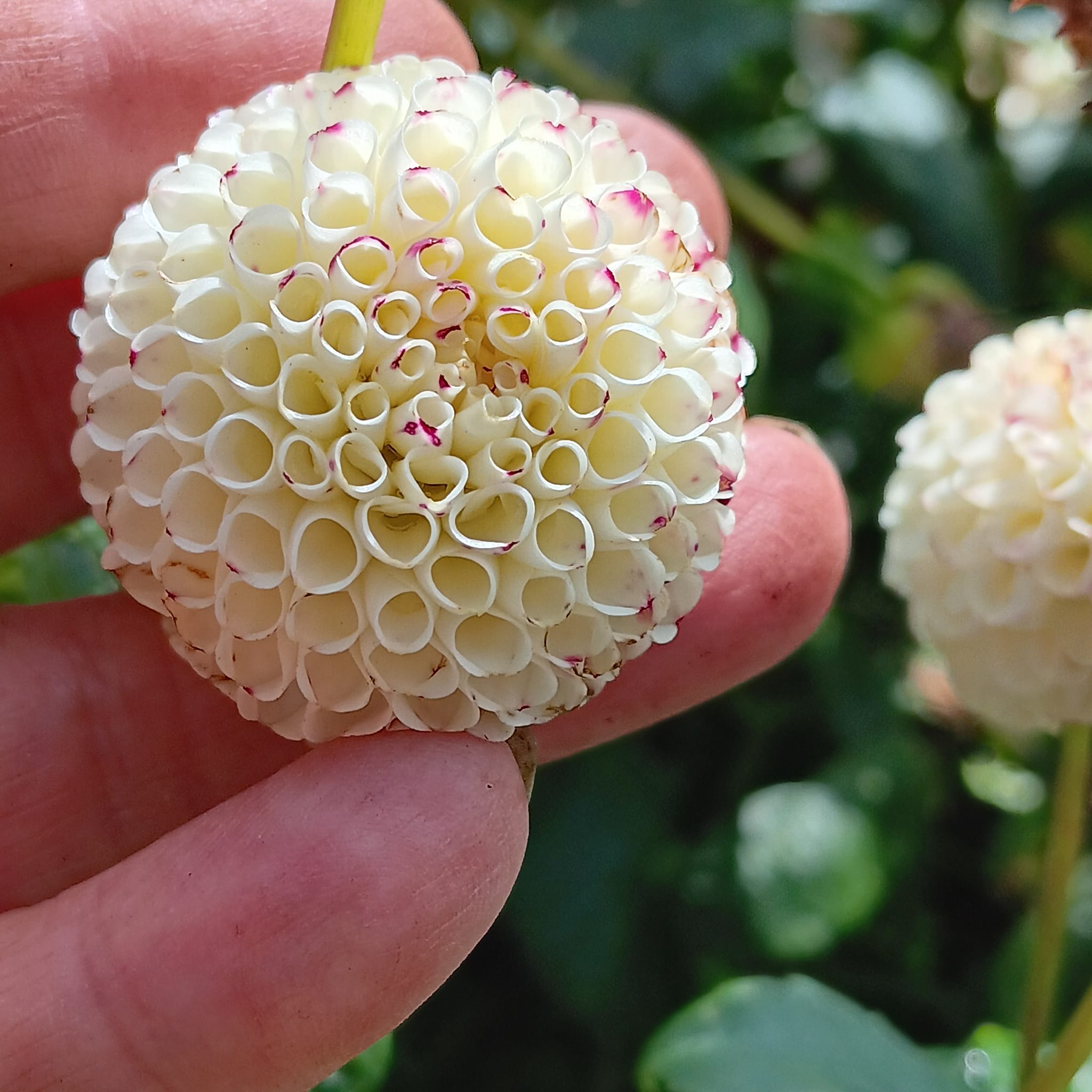 Dahlia knöl Small World"Pompon"  x - 4