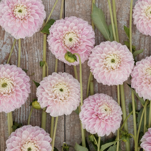 Dahlia knöl Marschmellow Baby Boll  