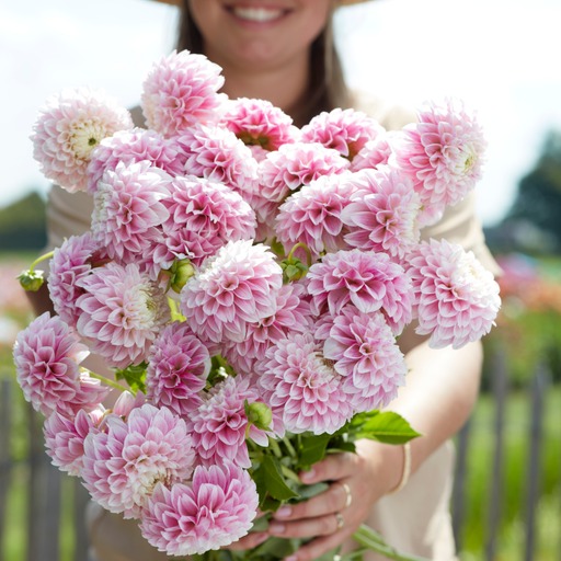 Dahlia knöl Marschmellow Baby Boll   - 2
