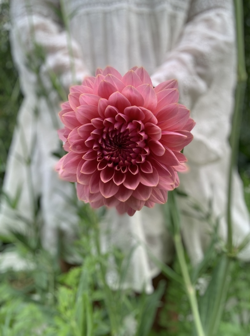 Dahlia knöl Sweet Sanne Dekorativ   x