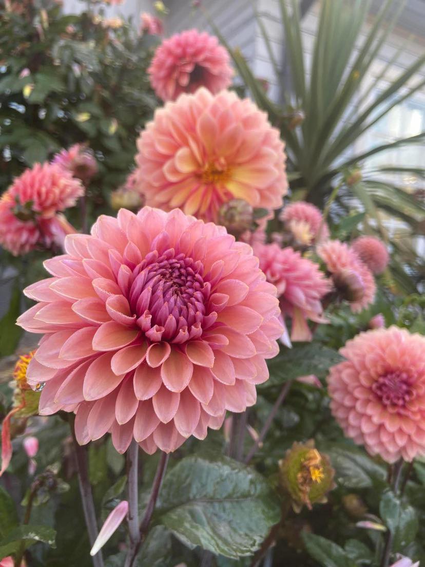 Dahlia knöl Sweet Sanne Dekorativ   x - 2
