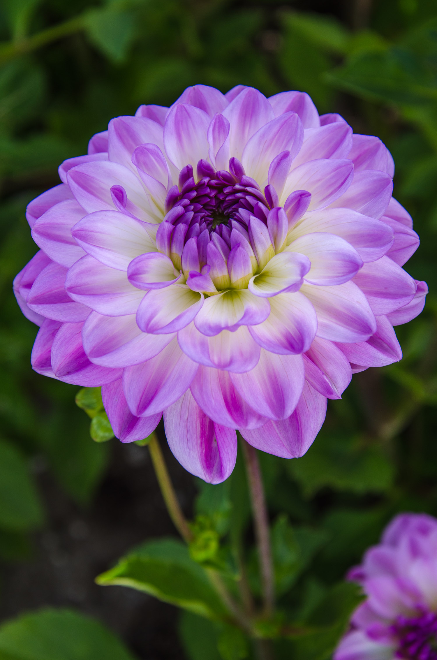 Dahlia knöl Mediterranee  Dekorativ småblommande  