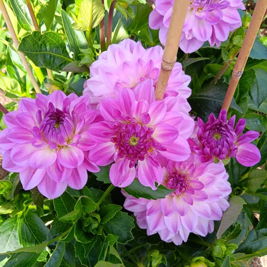 Dahlia knöl Mediterranee  Dekorativ småblommande   - 5