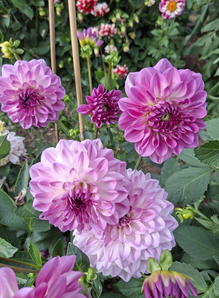 Dahlia knöl Mediterranee  Dekorativ småblommande   - 6