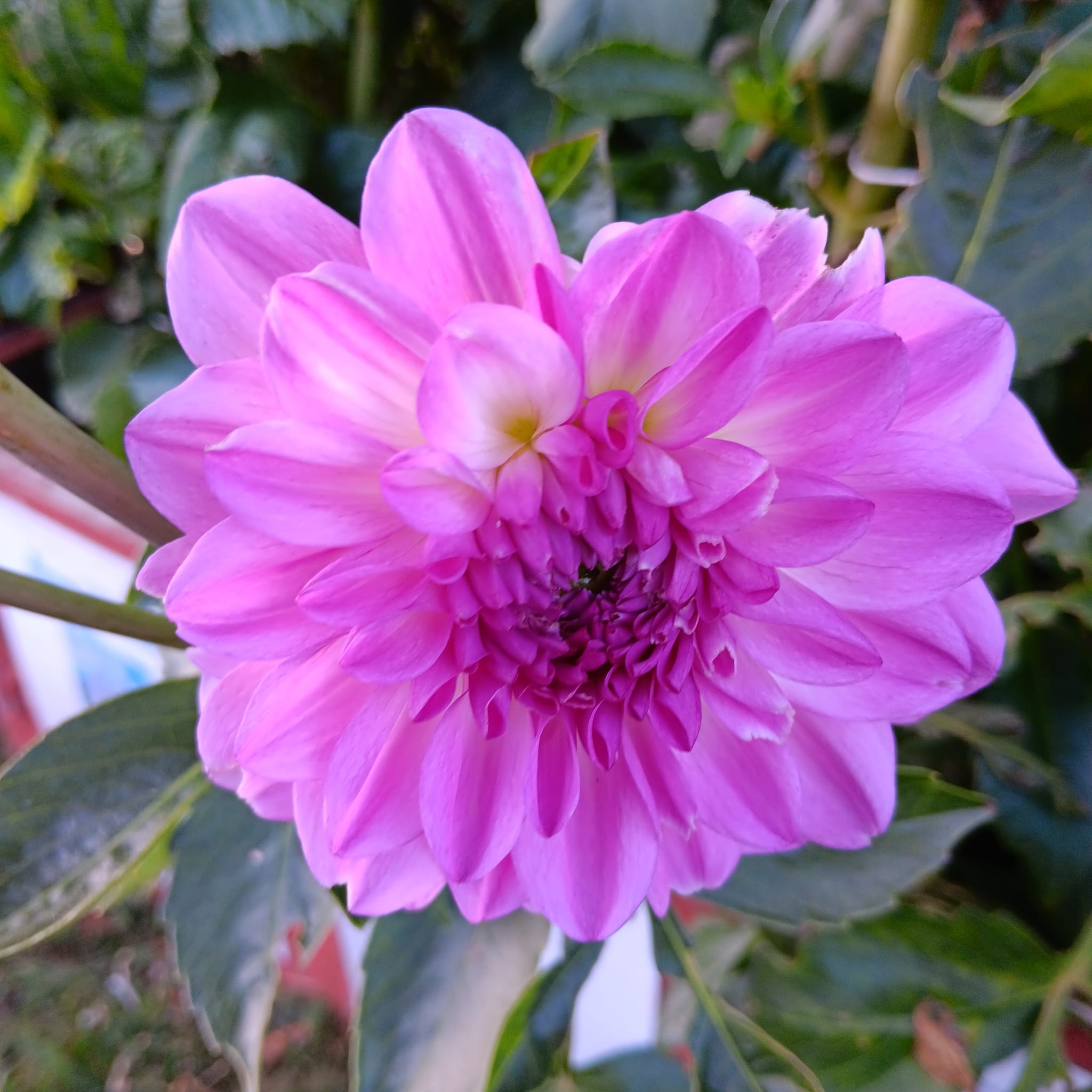 Dahlia knöl Mediterranee  Dekorativ småblommande   - 3