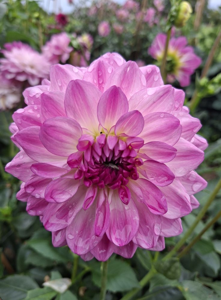 Dahlia knöl Mediterranee  Dekorativ småblommande   - 4