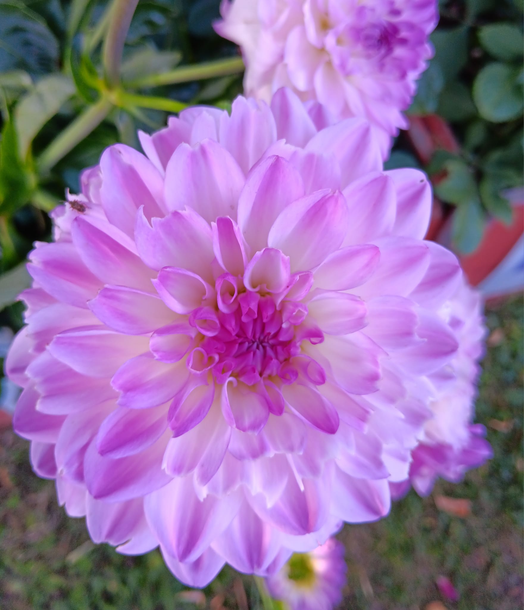 Dahlia knöl Mediterranee  Dekorativ småblommande   - 2