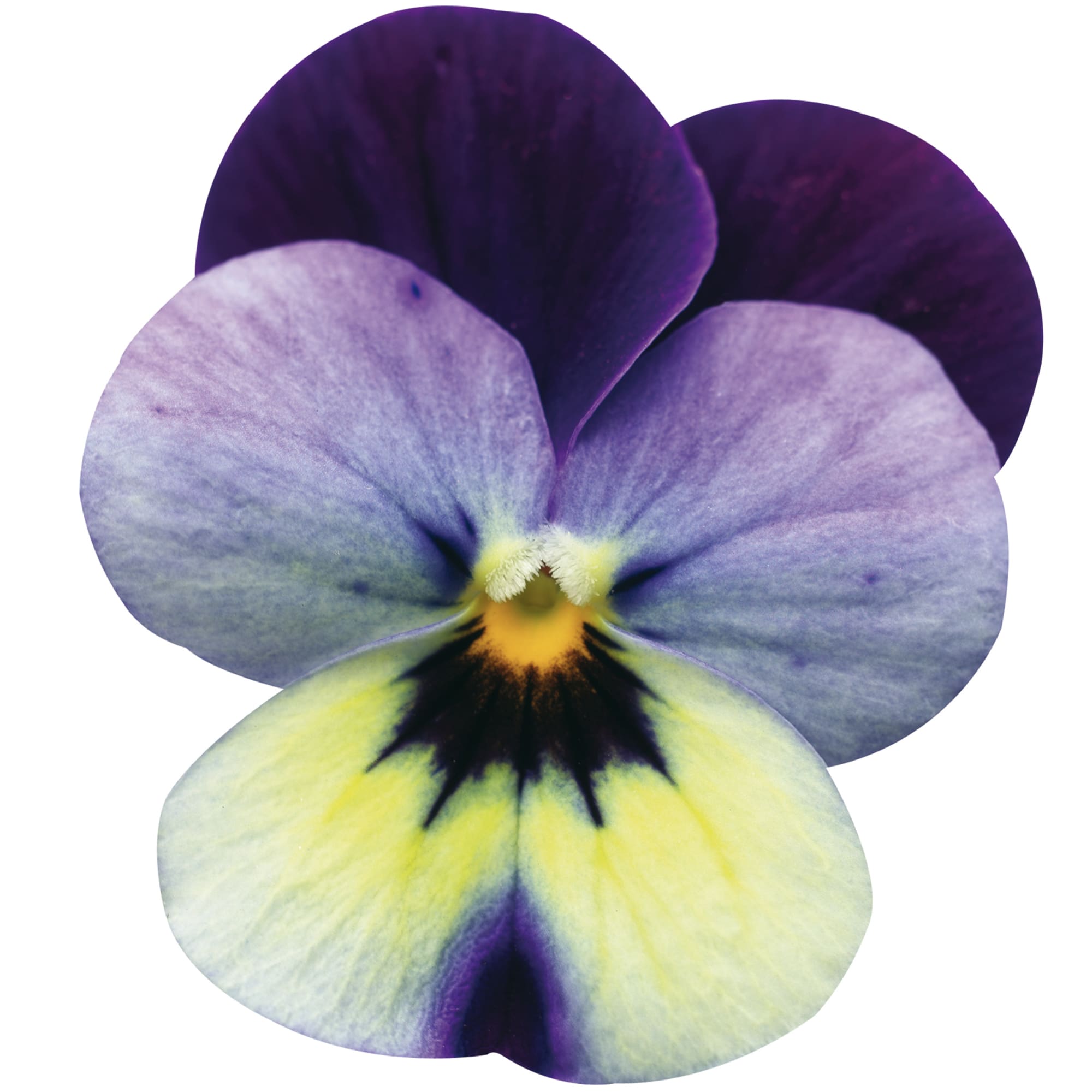Pense Endurio Blue Yellow with Purple Ring 20  frö