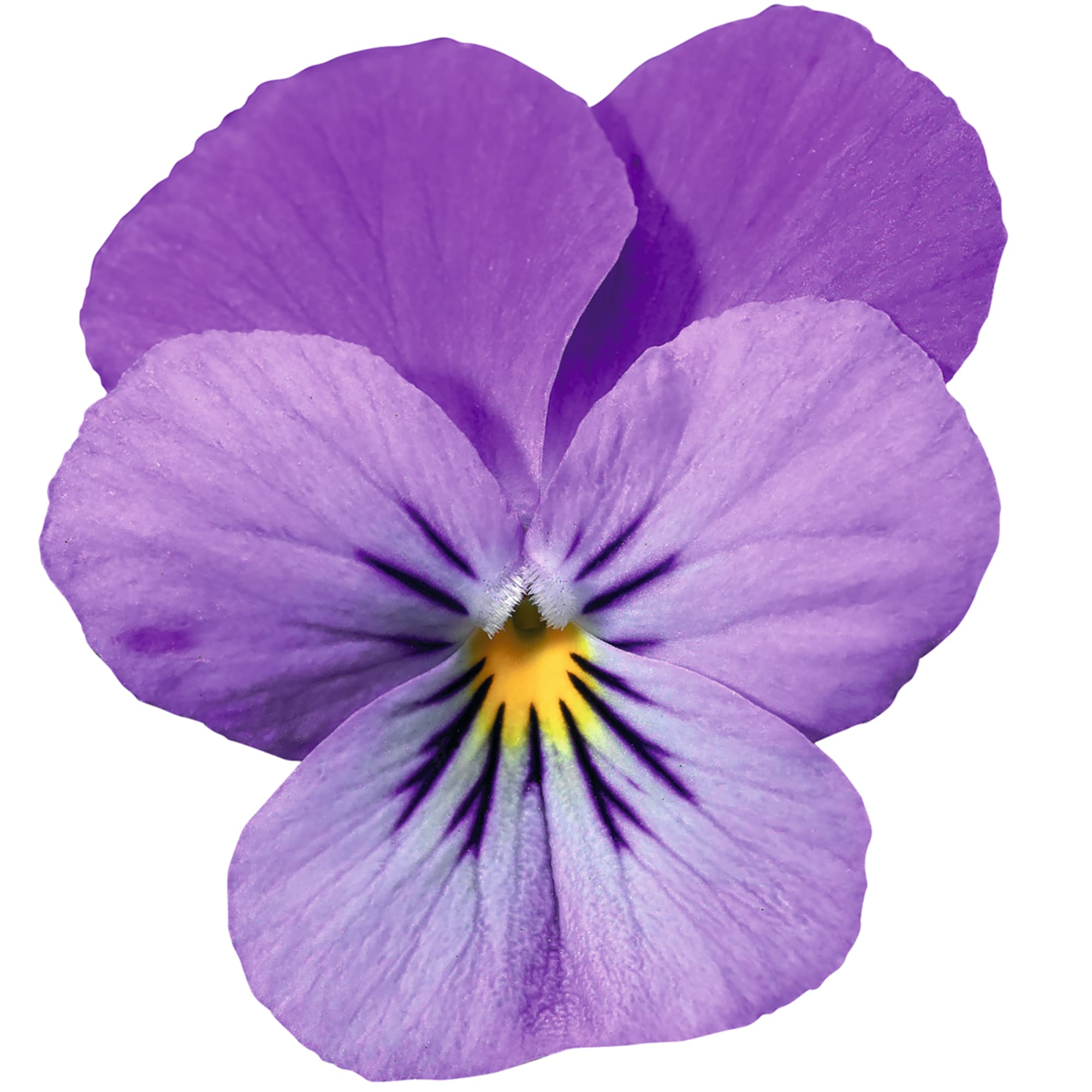 Pense Endurio Lavender 20 frö