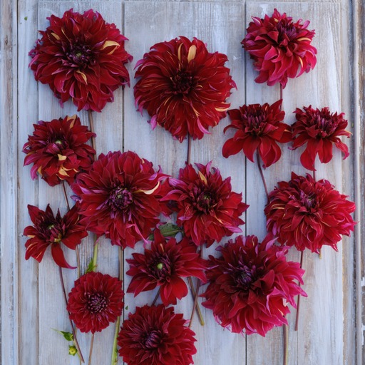 Dahlia knöl Bohemian Spartacus Dekorativ Jätteblommande   - 3
