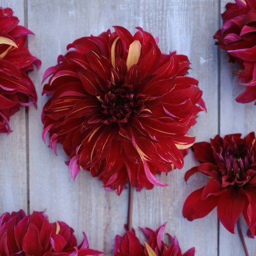 Dahlia knöl Bohemian Spartacus Dekorativ Jätteblommande  
