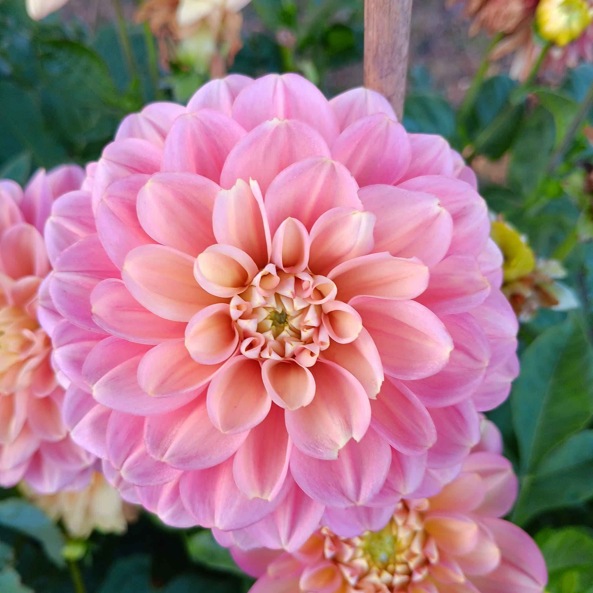 Dahlia  Milena Fleur  Dekorativ Småblommande  - 4