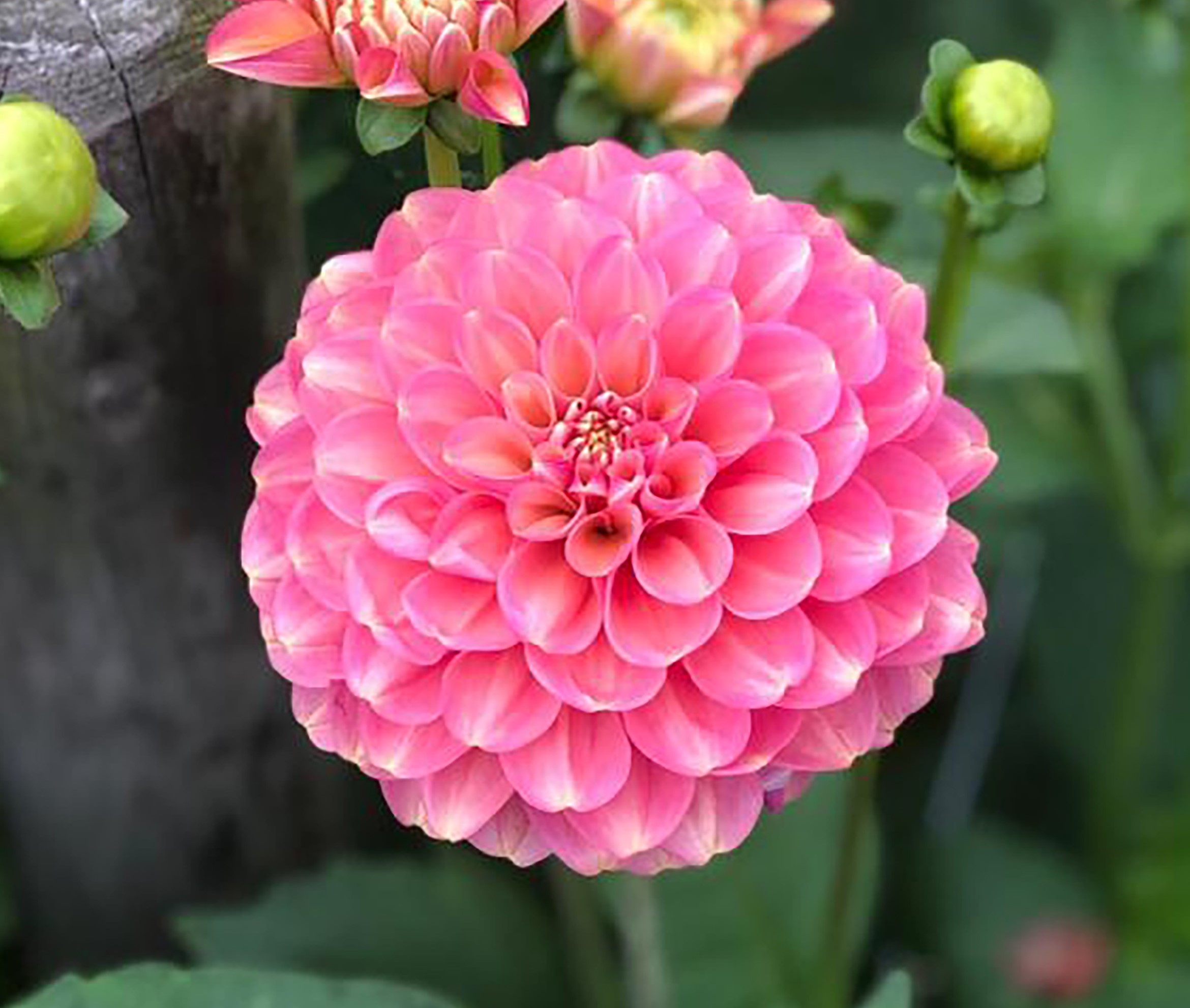 Dahlia  Milena Fleur  Dekorativ Småblommande 