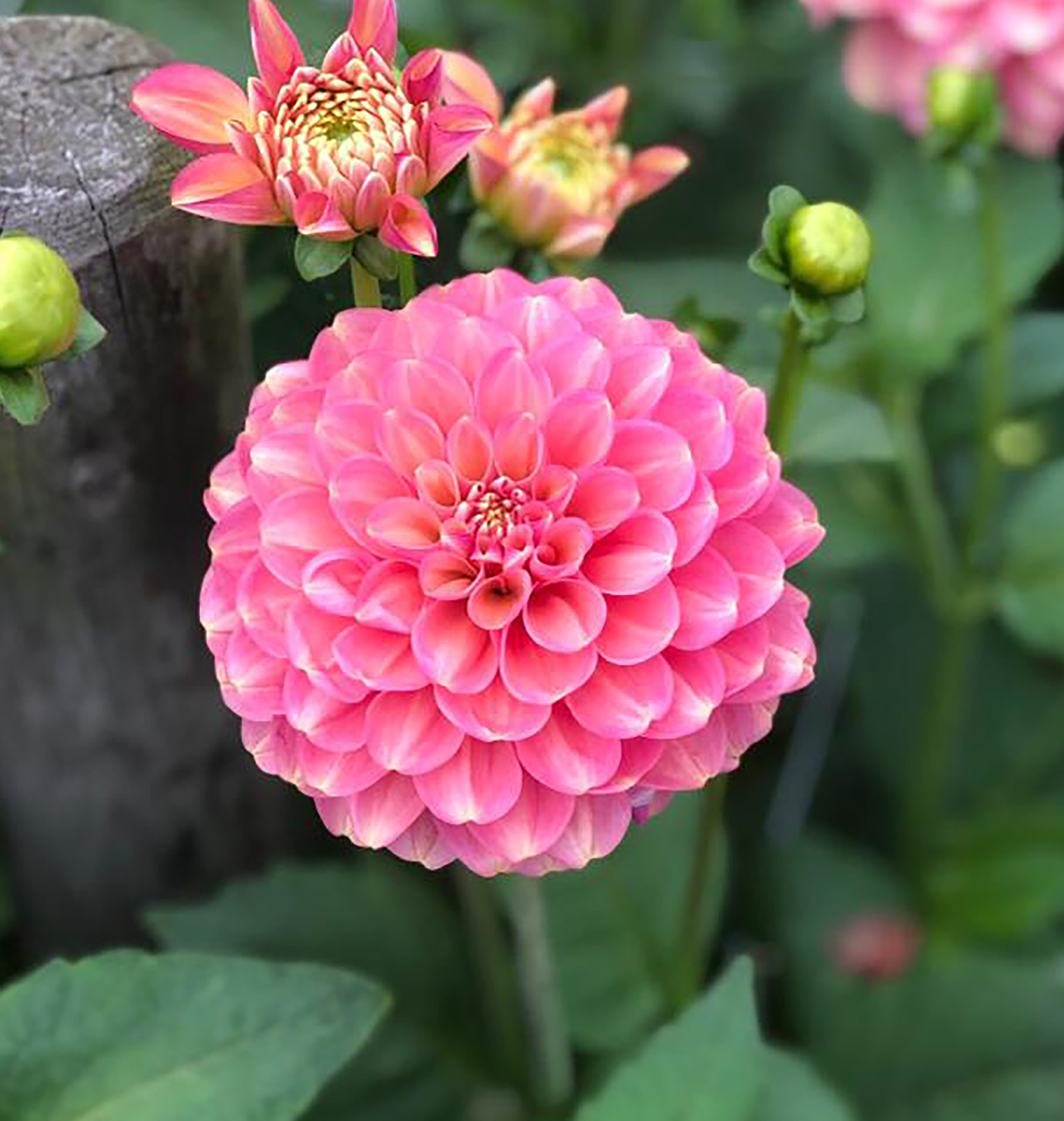 Dahlia  Milena Fleur  Dekorativ Småblommande  - 2