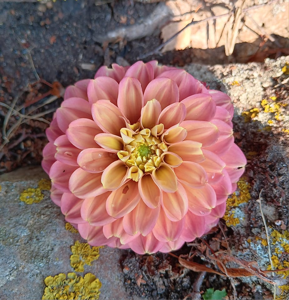 Dahlia  Milena Fleur  Dekorativ Småblommande  - 3