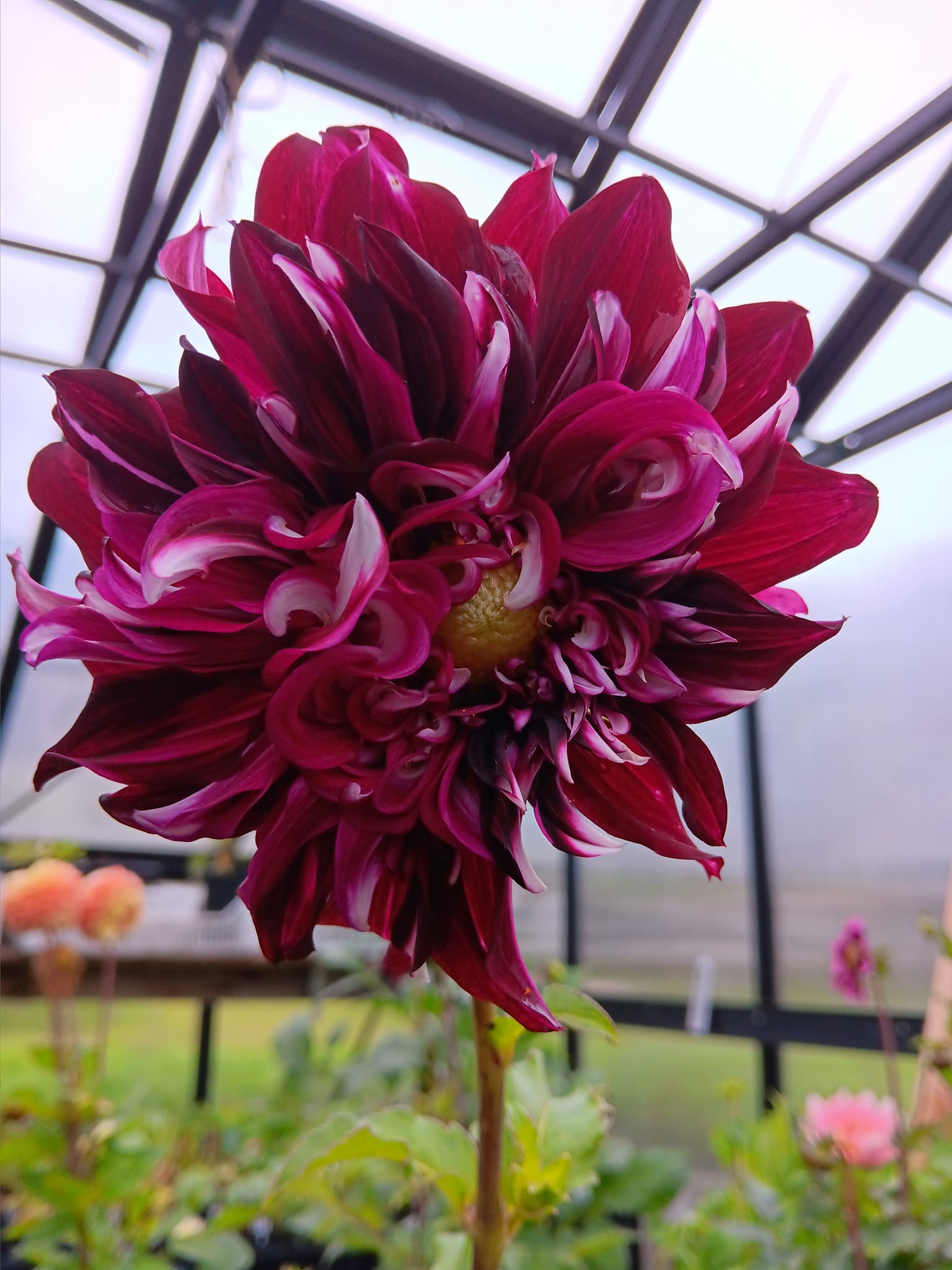 Dahlia knöl Tartan  Dekorativ storblommande, x - 2