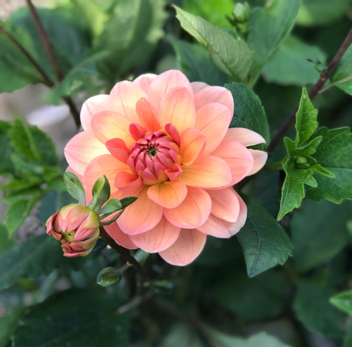Dahlia knöl Yelno Harmony (Waterlily) x