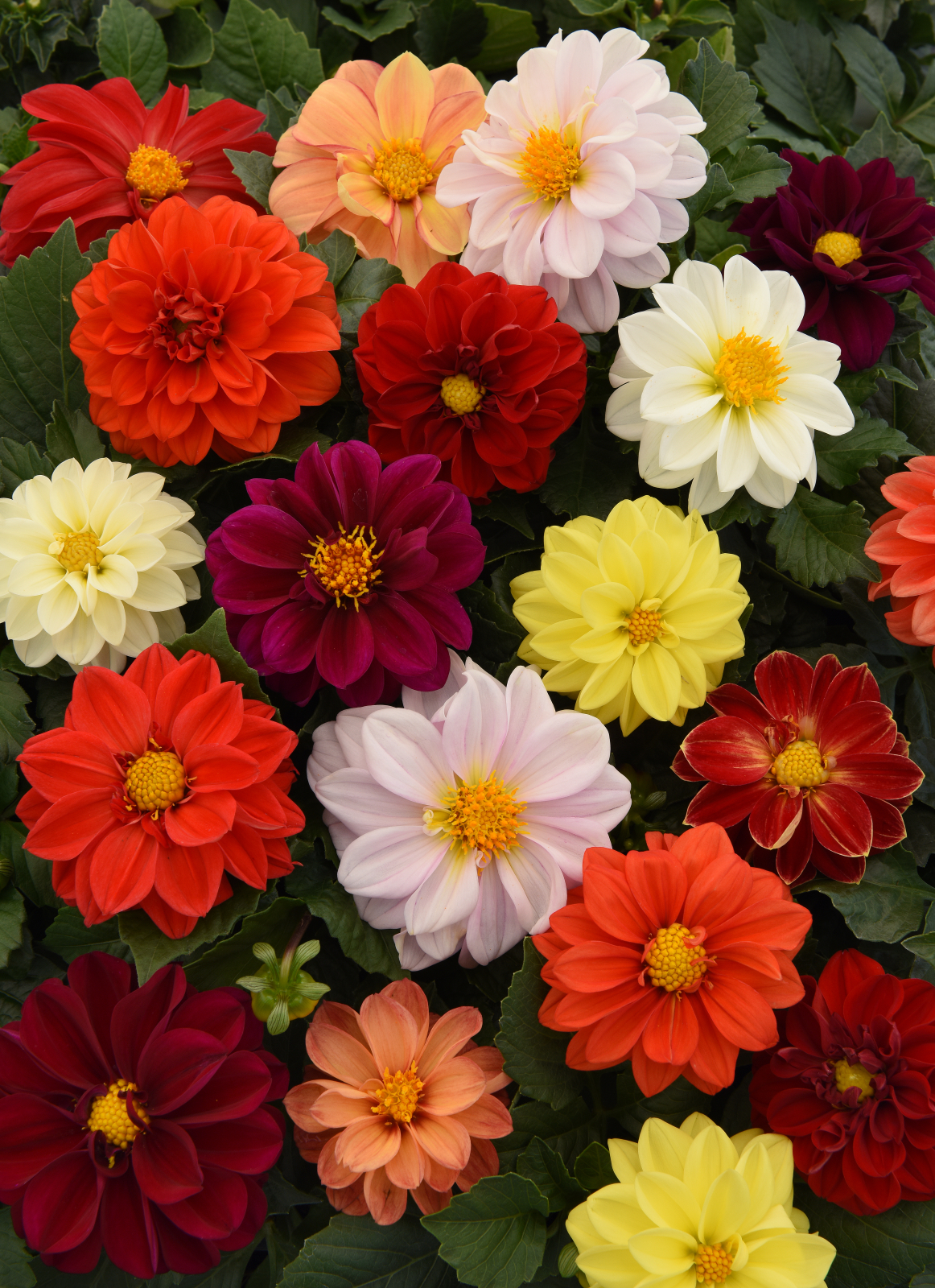 Dahlia F1 Figaro Mix 20 frö,får knölar som kan övervintras