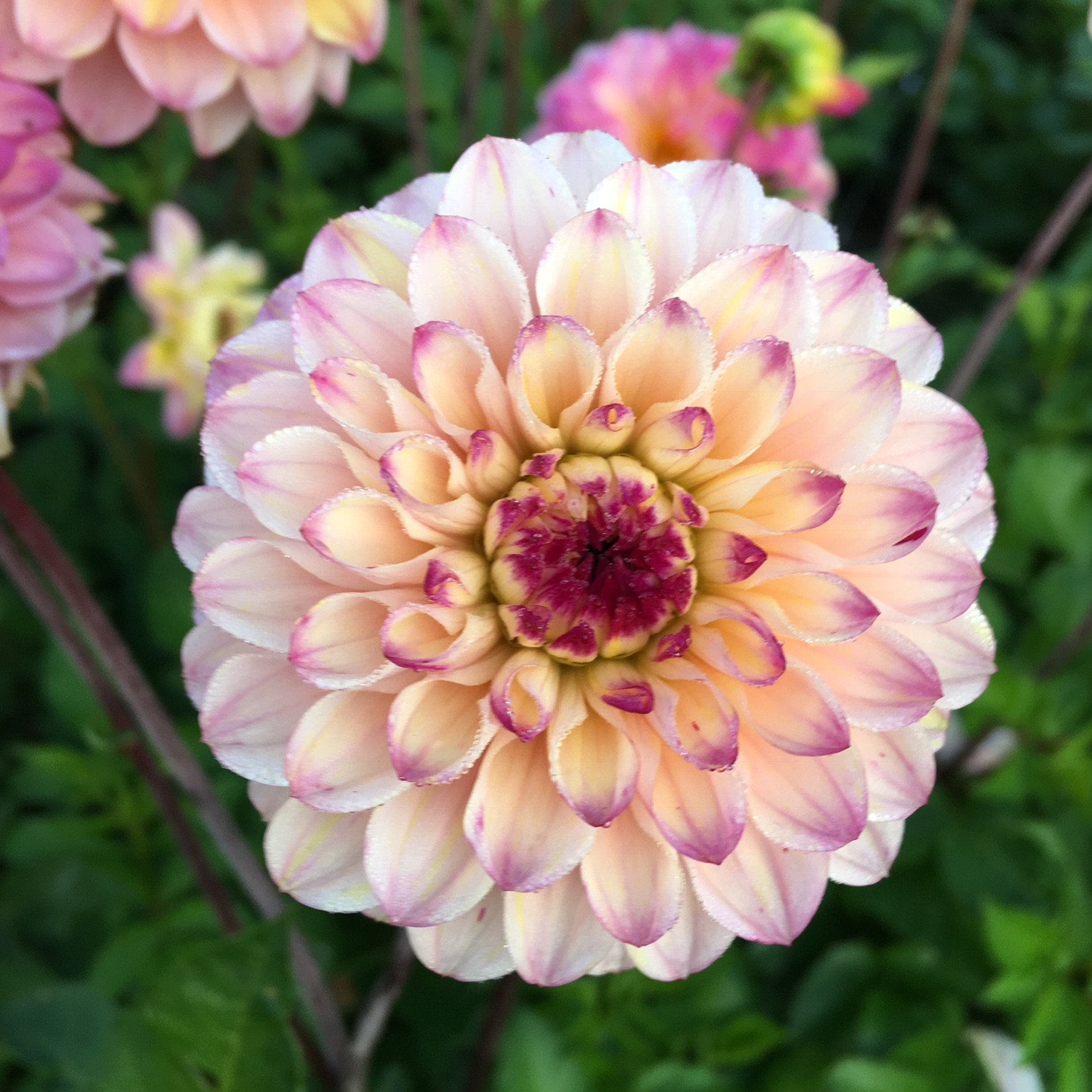 Dahlia knöl Wine Eyed Jill  "Boll x