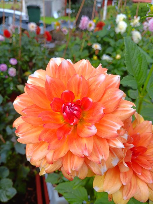 xDahlia Rotad Stickling Hapet Hot spot "Dekorativ "  Odlad i Sverige! - 3