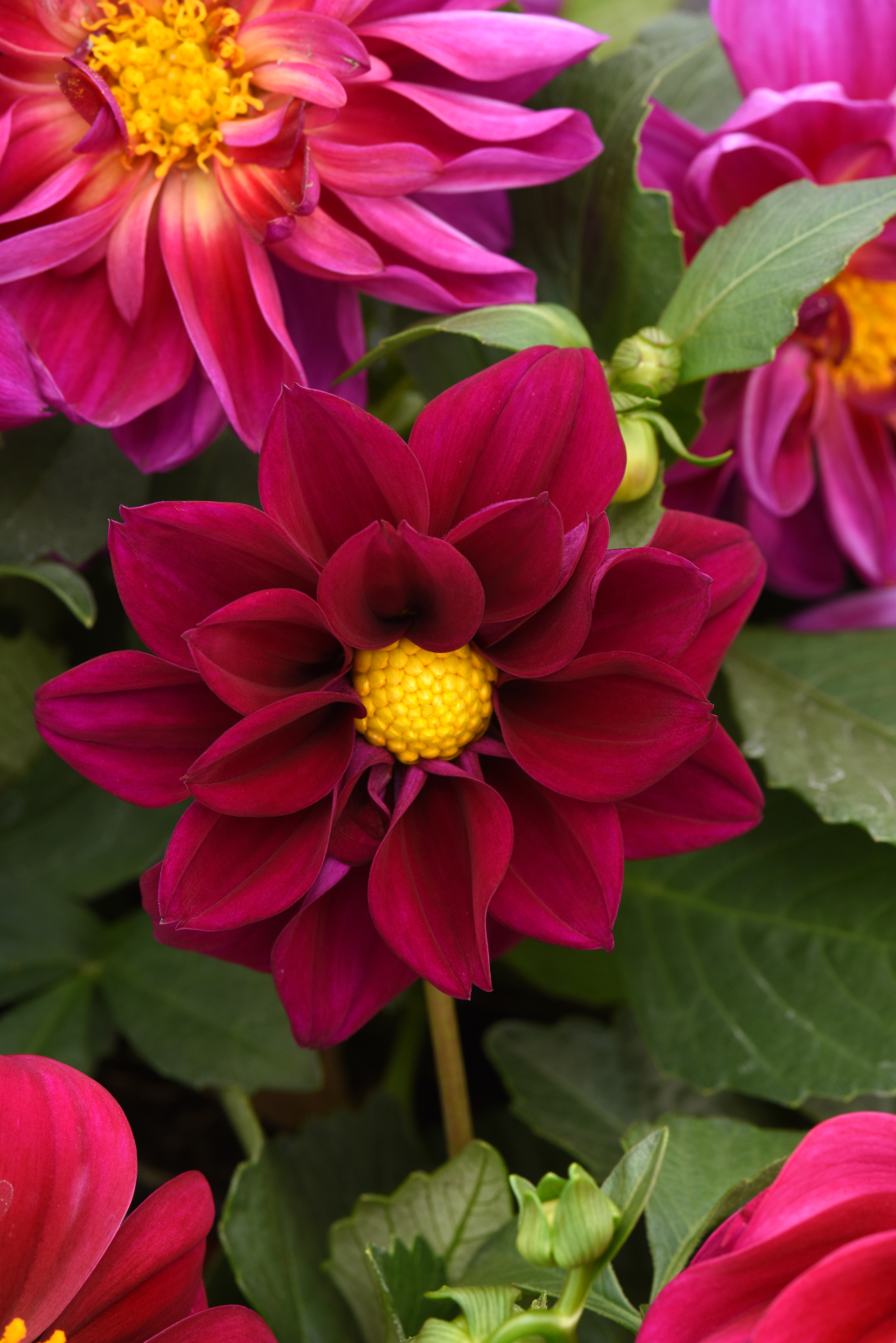 Dahlia F1 Figaro Violet 10 frö,,får knölar som kan övervintras