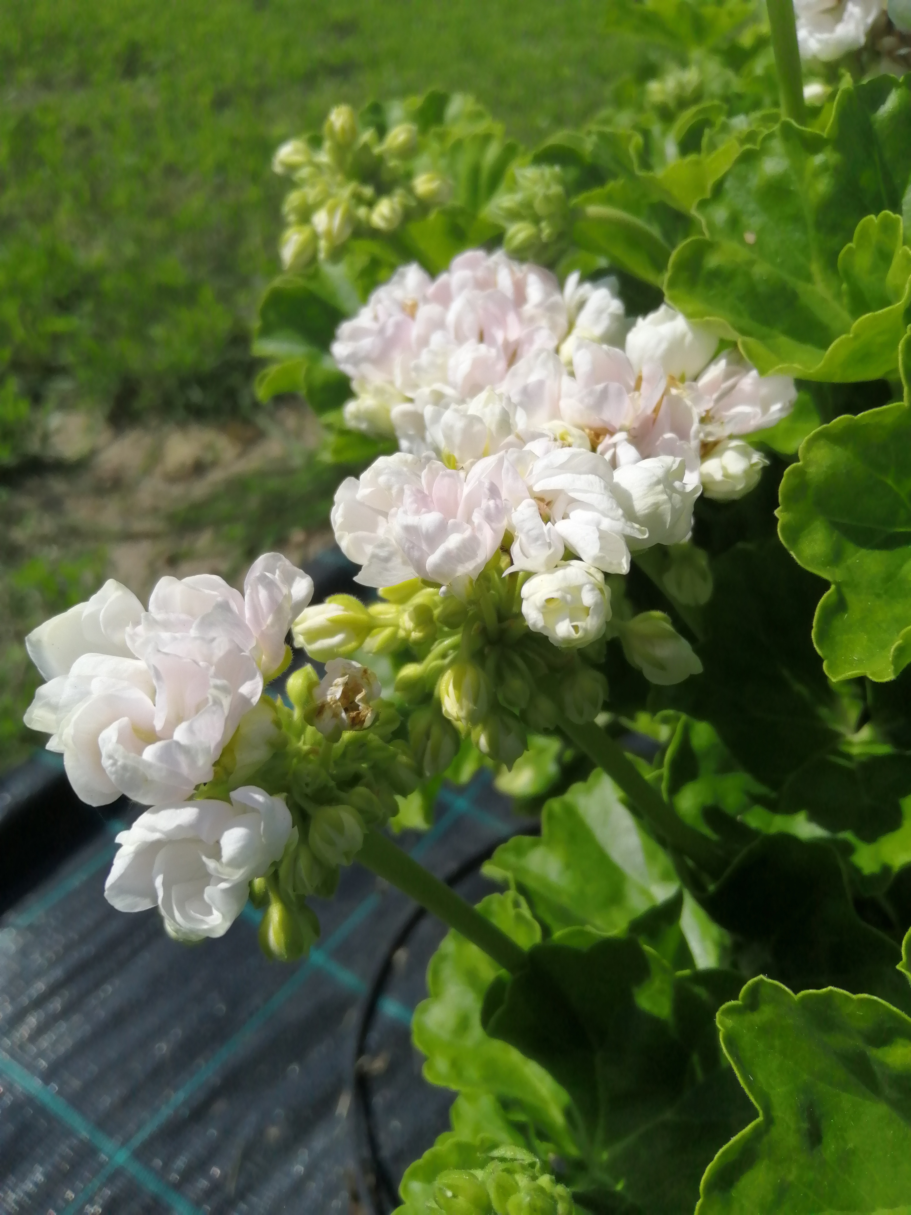 Pelargon White Pandora -Tulpanpelargoner - 2