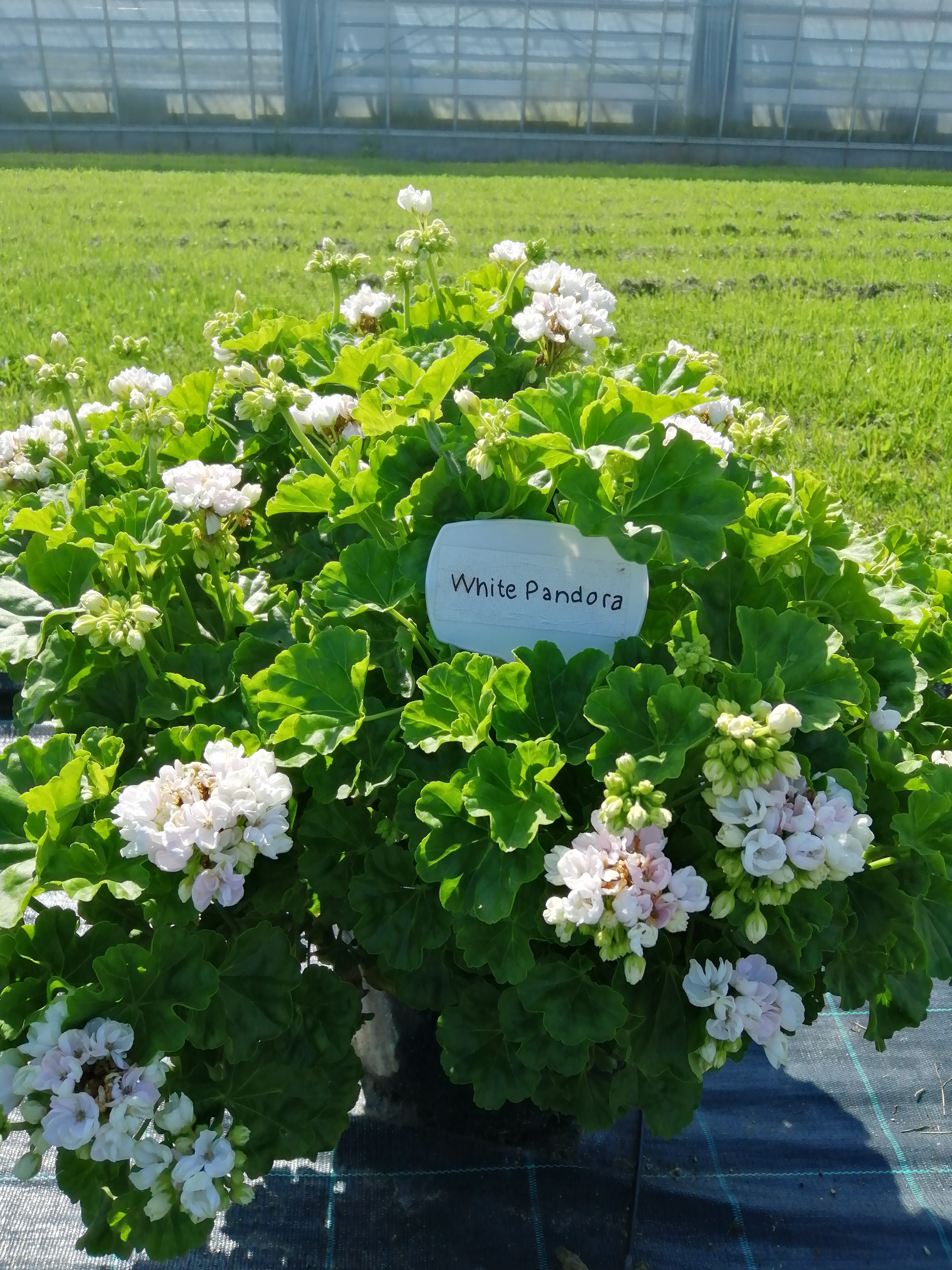 Pelargon White Pandora -Tulpanpelargoner - 3
