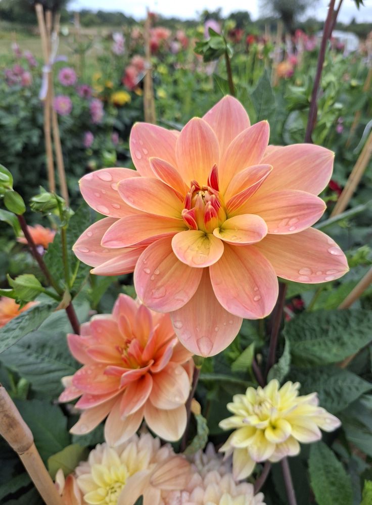 Dahlia knöl Mister Frans "Näckrosblommande"  - 4