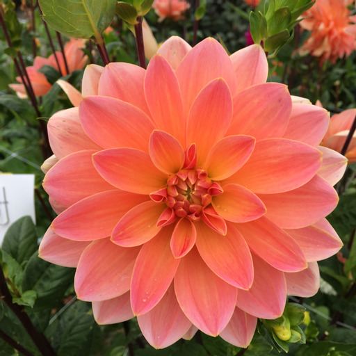 Dahlia knöl Mister Frans "Näckrosblommande"  - 2