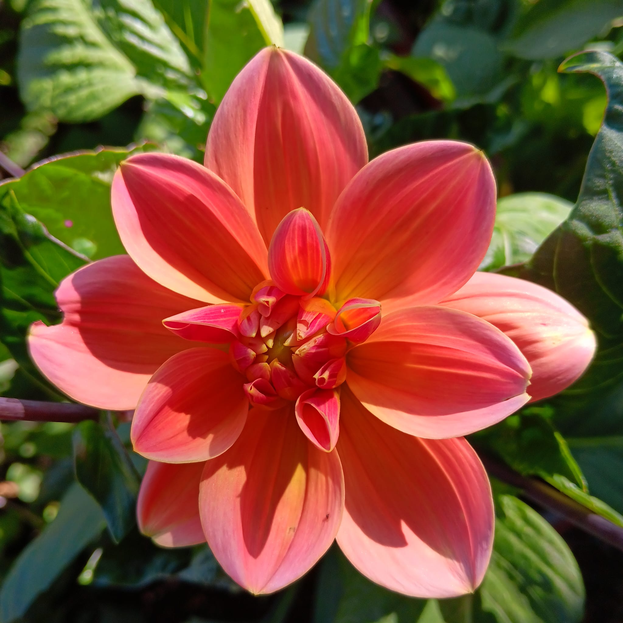 Dahlia knöl Mister Frans "Näckrosblommande"  - 3