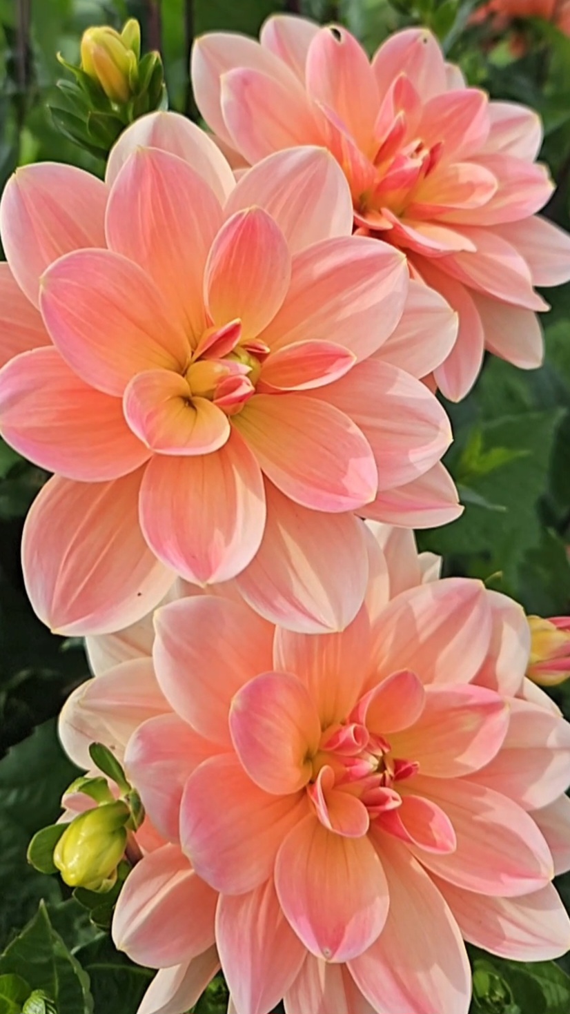 Dahlia knöl Mister Frans "Näckrosblommande" 