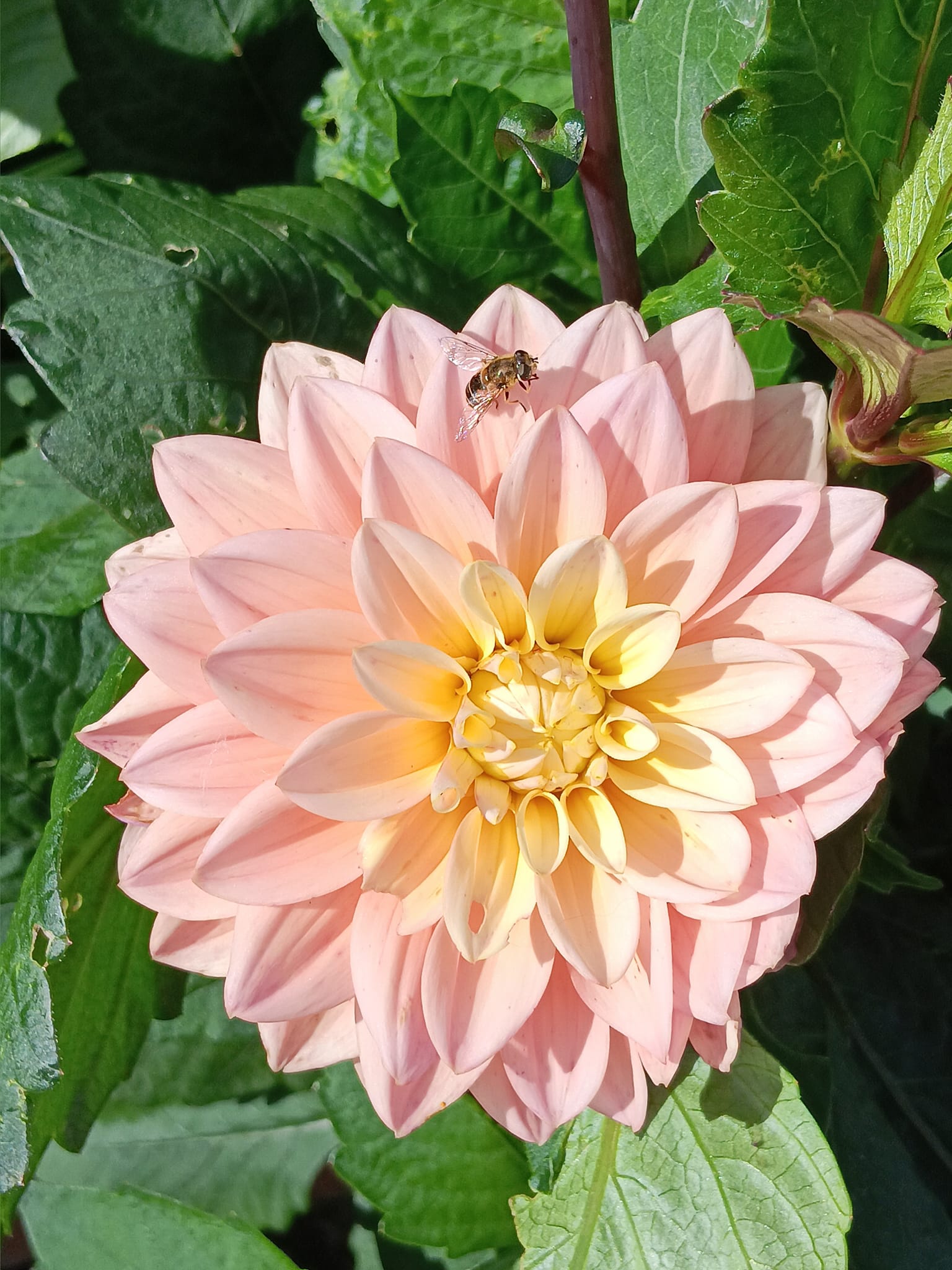 Dahlia knöl  Moondrian dekorativ småblommande x - 5