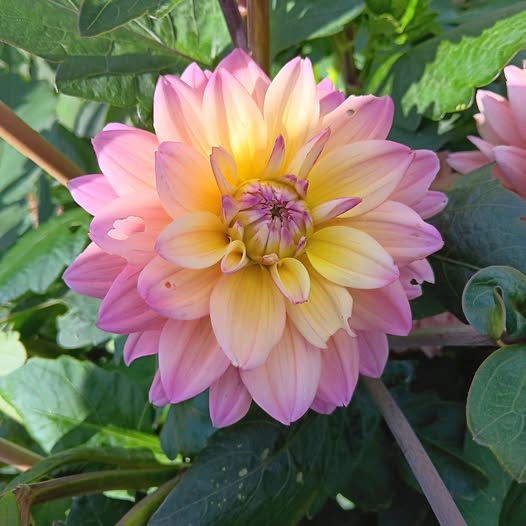 Dahlia knöl  Moondrian dekorativ småblommande x - 3