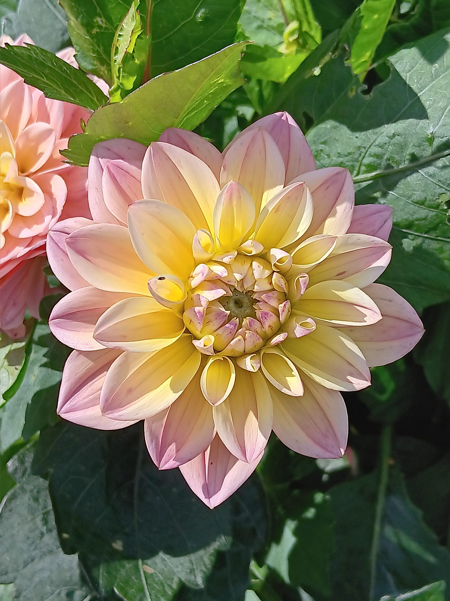 Dahlia knöl  Moondrian dekorativ småblommande x - 4