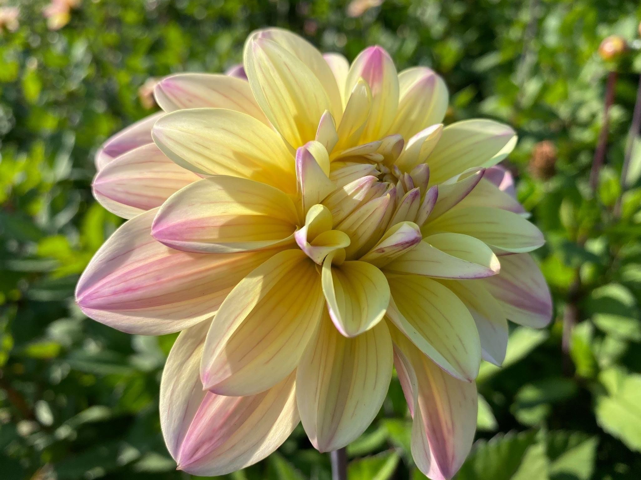 Dahlia knöl  Moondrian dekorativ småblommande x