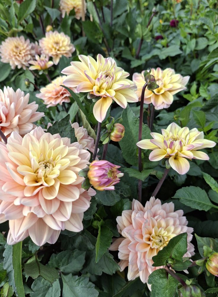 Dahlia knöl  Moondrian dekorativ småblommande x - 6