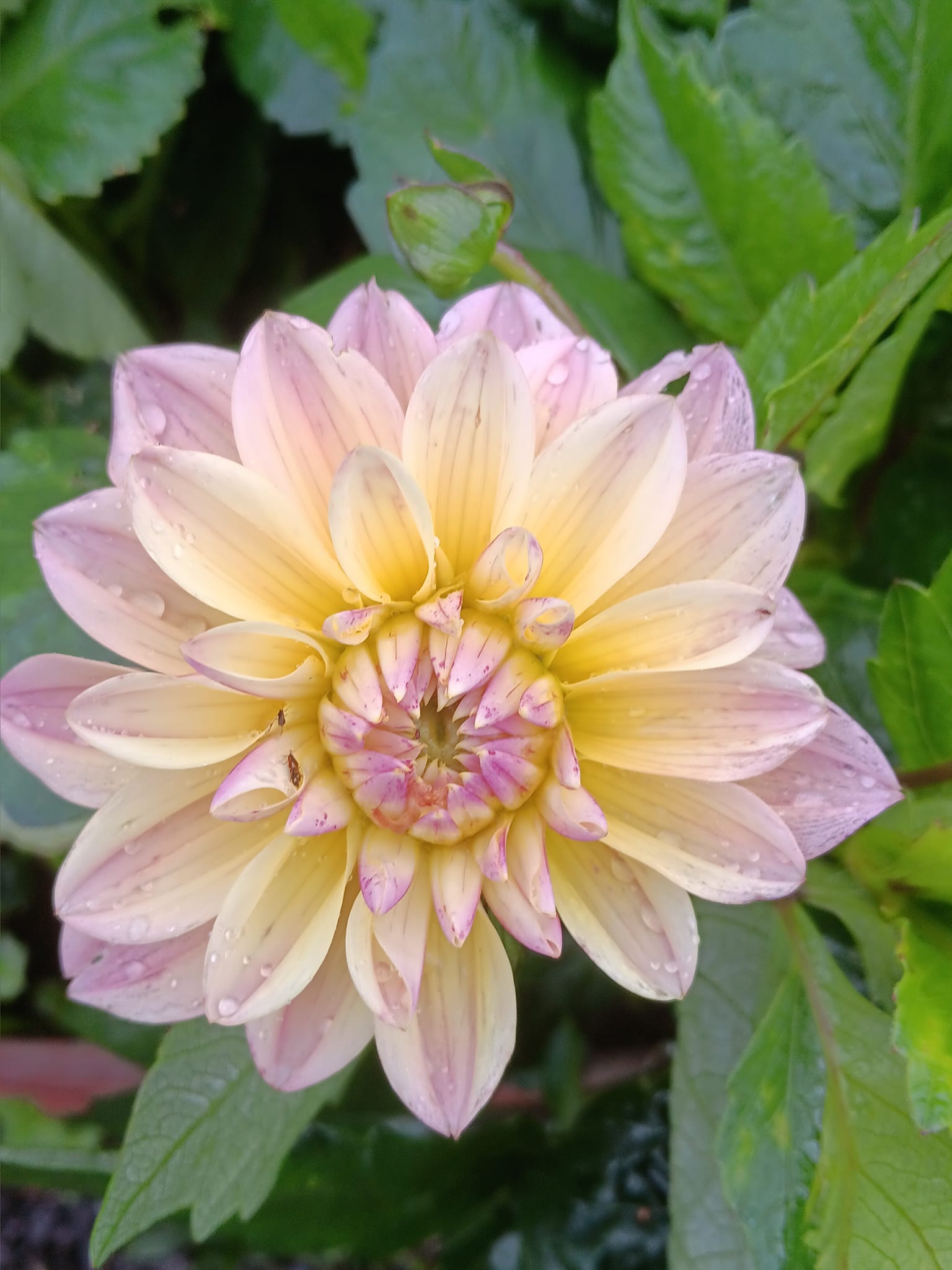 Dahlia knöl  Moondrian dekorativ småblommande x - 2