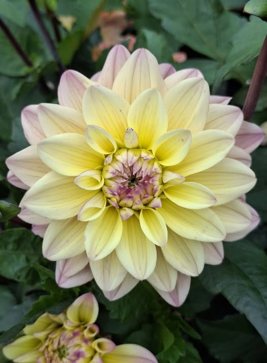 Dahlia knöl  Moondrian dekorativ småblommande x - 7